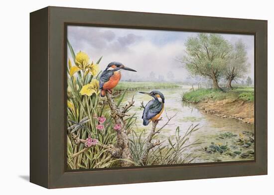 Kingfishers on the Riverbank-Carl Donner-Framed Premier Image Canvas