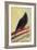 Kingly Court Pigeon, 2013-Nancy Moniz-Framed Giclee Print