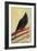 Kingly Court Pigeon, 2013-Nancy Moniz-Framed Giclee Print