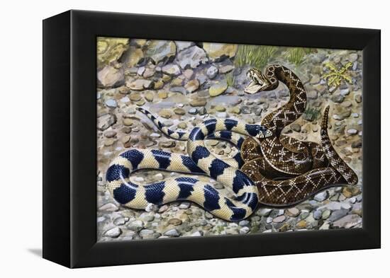 Kingsnake or Chain Kingsnake (Lampropeltis Getula), Colubridae-null-Framed Premier Image Canvas