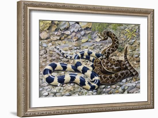 Kingsnake or Chain Kingsnake (Lampropeltis Getula), Colubridae-null-Framed Giclee Print