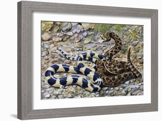 Kingsnake or Chain Kingsnake (Lampropeltis Getula), Colubridae-null-Framed Giclee Print