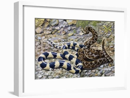 Kingsnake or Chain Kingsnake (Lampropeltis Getula), Colubridae-null-Framed Giclee Print