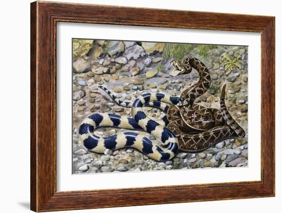 Kingsnake or Chain Kingsnake (Lampropeltis Getula), Colubridae-null-Framed Giclee Print