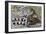 Kingsnake or Chain Kingsnake (Lampropeltis Getula), Colubridae-null-Framed Giclee Print