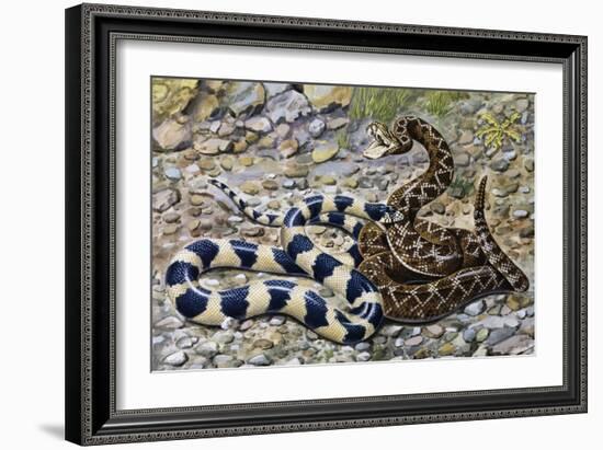 Kingsnake or Chain Kingsnake (Lampropeltis Getula), Colubridae-null-Framed Giclee Print