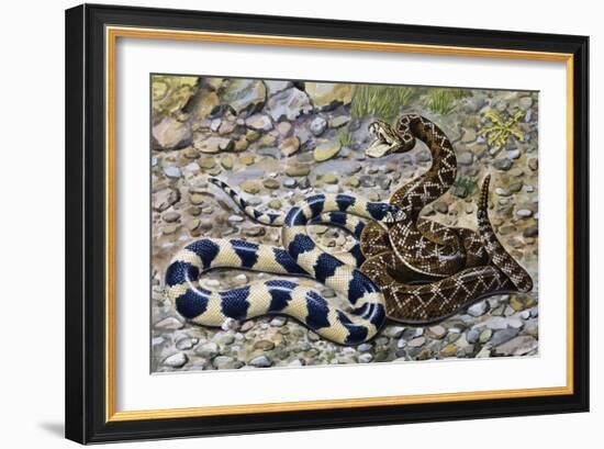 Kingsnake or Chain Kingsnake (Lampropeltis Getula), Colubridae-null-Framed Giclee Print