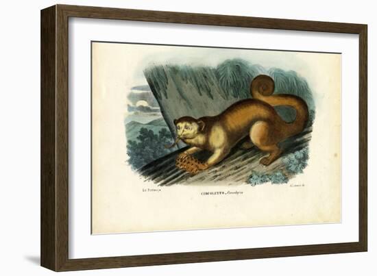 Kinkajou, 1863-79-Raimundo Petraroja-Framed Giclee Print