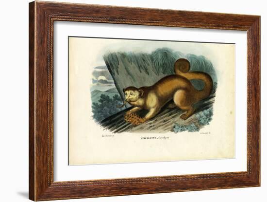 Kinkajou, 1863-79-Raimundo Petraroja-Framed Giclee Print