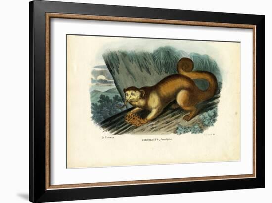 Kinkajou, 1863-79-Raimundo Petraroja-Framed Giclee Print