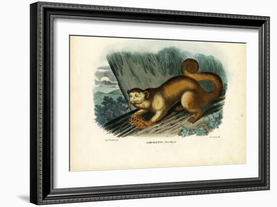 Kinkajou, 1863-79-Raimundo Petraroja-Framed Giclee Print