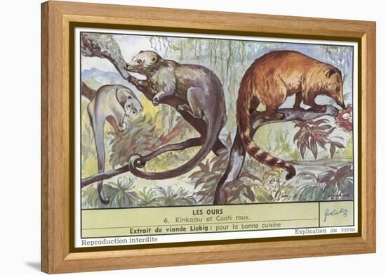 Kinkajou and Coatimundi-null-Framed Stretched Canvas