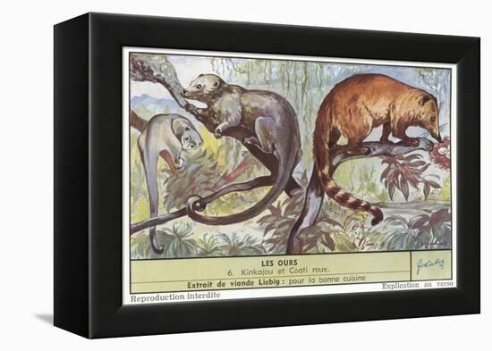 Kinkajou and Coatimundi-null-Framed Stretched Canvas