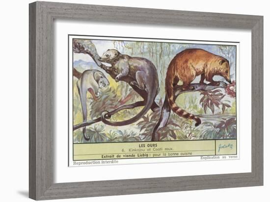 Kinkajou and Coatimundi-null-Framed Art Print