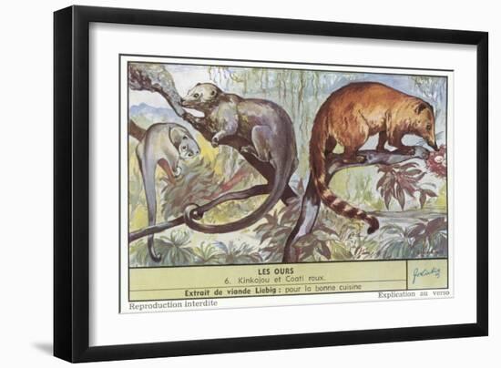 Kinkajou and Coatimundi-null-Framed Art Print