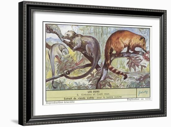 Kinkajou and Coatimundi-null-Framed Art Print