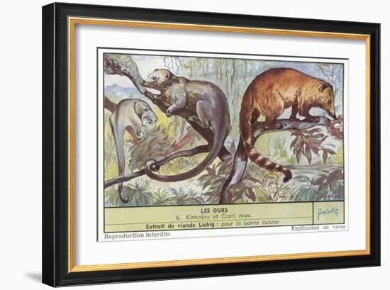 Kinkajou and Coatimundi-null-Framed Art Print