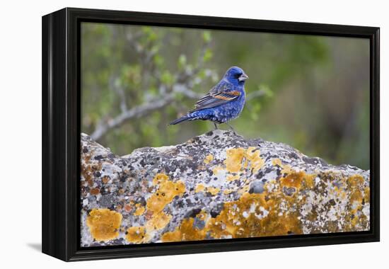 Kinney County, Texas. Black Capped Viroe Foraging in Juniper-Larry Ditto-Framed Premier Image Canvas