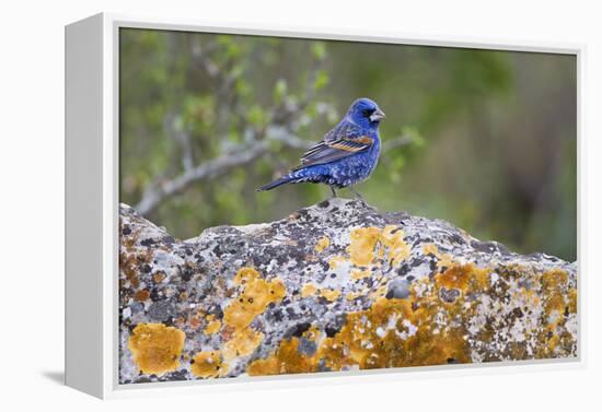 Kinney County, Texas. Black Capped Viroe Foraging in Juniper-Larry Ditto-Framed Premier Image Canvas