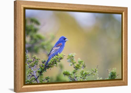 Kinney County, Texas. Black Capped Viroe Foraging in Juniper-Larry Ditto-Framed Premier Image Canvas