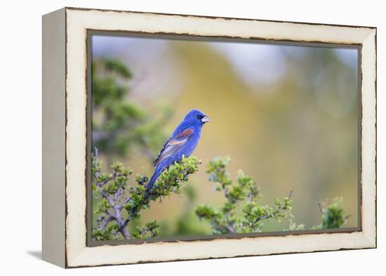 Kinney County, Texas. Black Capped Viroe Foraging in Juniper-Larry Ditto-Framed Premier Image Canvas