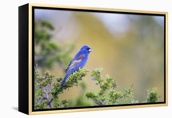 Kinney County, Texas. Black Capped Viroe Foraging in Juniper-Larry Ditto-Framed Premier Image Canvas