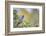 Kinney County, Texas. Black Capped Viroe Foraging in Juniper-Larry Ditto-Framed Photographic Print