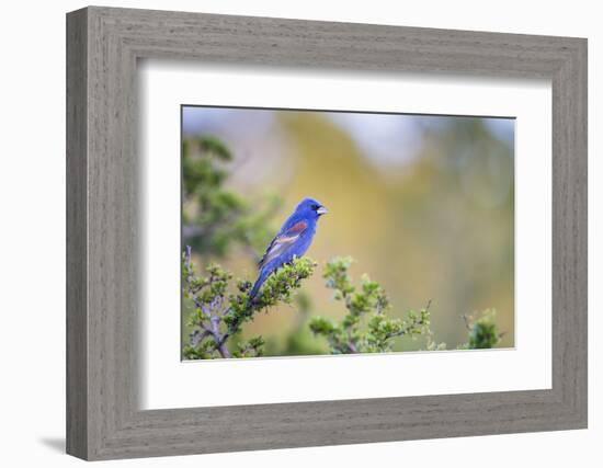 Kinney County, Texas. Black Capped Viroe Foraging in Juniper-Larry Ditto-Framed Photographic Print