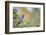 Kinney County, Texas. Black Capped Viroe Foraging in Juniper-Larry Ditto-Framed Photographic Print