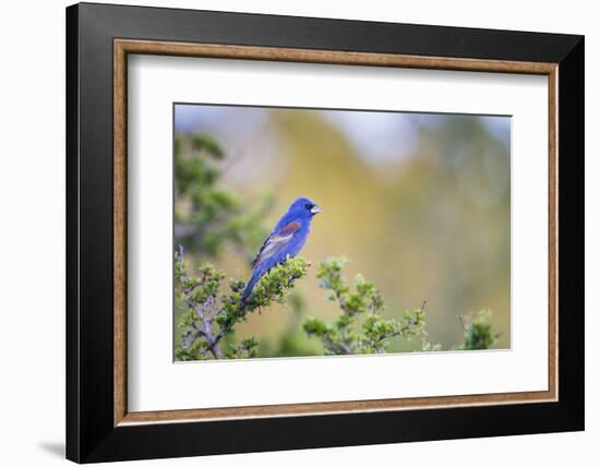 Kinney County, Texas. Black Capped Viroe Foraging in Juniper-Larry Ditto-Framed Photographic Print