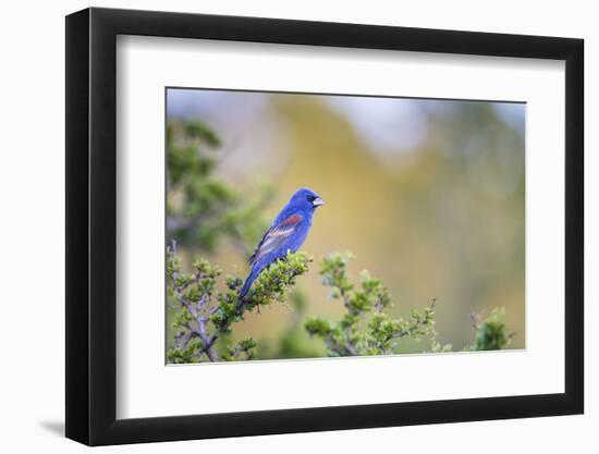 Kinney County, Texas. Black Capped Viroe Foraging in Juniper-Larry Ditto-Framed Photographic Print