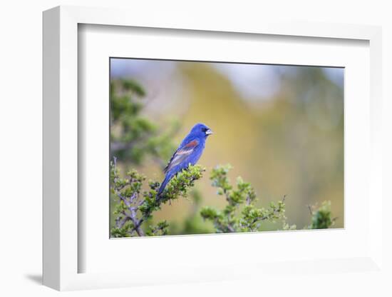 Kinney County, Texas. Black Capped Viroe Foraging in Juniper-Larry Ditto-Framed Photographic Print