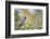 Kinney County, Texas. Black Capped Viroe Foraging in Juniper-Larry Ditto-Framed Photographic Print