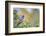 Kinney County, Texas. Black Capped Viroe Foraging in Juniper-Larry Ditto-Framed Photographic Print