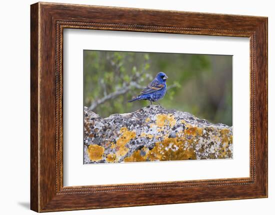 Kinney County, Texas. Black Capped Viroe Foraging in Juniper-Larry Ditto-Framed Photographic Print