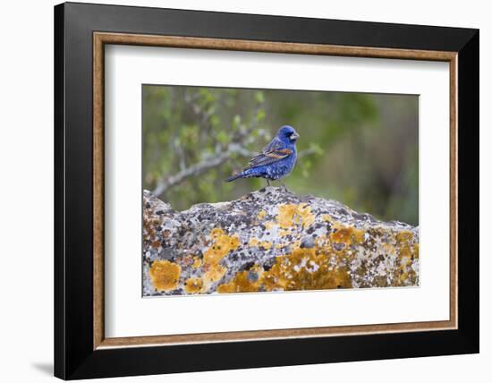 Kinney County, Texas. Black Capped Viroe Foraging in Juniper-Larry Ditto-Framed Photographic Print