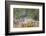 Kinney County, Texas. Black Capped Viroe Foraging in Juniper-Larry Ditto-Framed Photographic Print