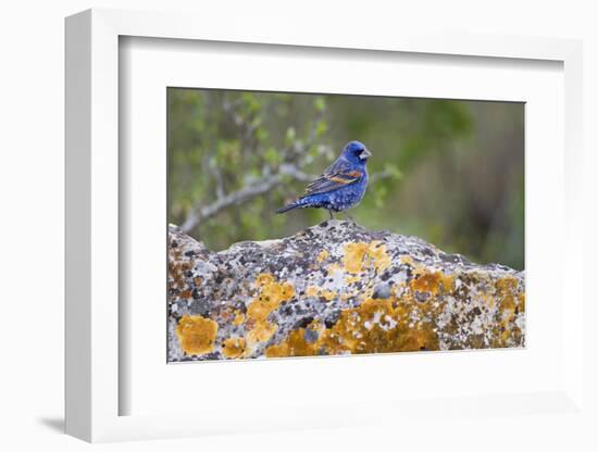 Kinney County, Texas. Black Capped Viroe Foraging in Juniper-Larry Ditto-Framed Photographic Print