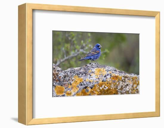 Kinney County, Texas. Black Capped Viroe Foraging in Juniper-Larry Ditto-Framed Photographic Print