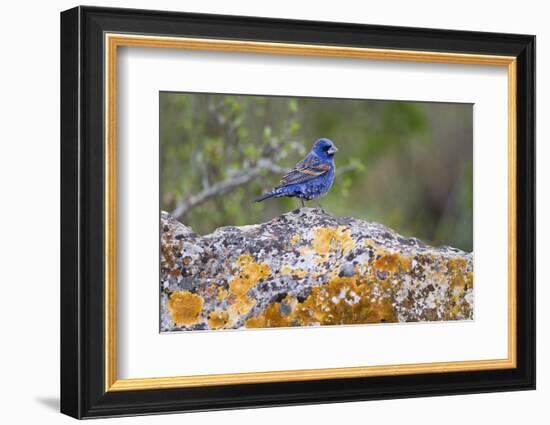 Kinney County, Texas. Black Capped Viroe Foraging in Juniper-Larry Ditto-Framed Photographic Print