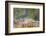 Kinney County, Texas. Black Capped Viroe Foraging in Juniper-Larry Ditto-Framed Photographic Print