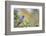 Kinney County, Texas. Black-capped Viroe (Vireo atricapillus) male foraging in juniper-Larry Ditto-Framed Photographic Print