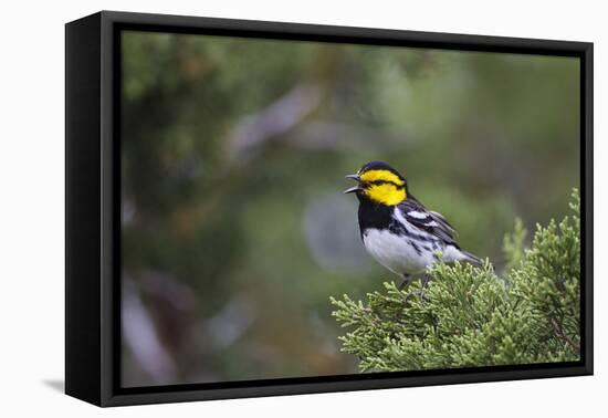 Kinney County, Texas. Golden Cheeked Warbler in Juniper Thicket-Larry Ditto-Framed Premier Image Canvas