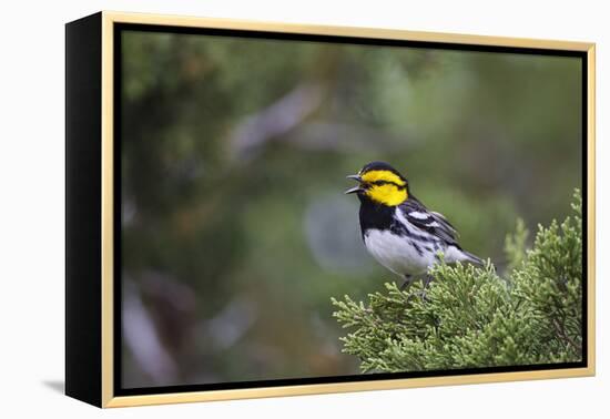 Kinney County, Texas. Golden Cheeked Warbler in Juniper Thicket-Larry Ditto-Framed Premier Image Canvas