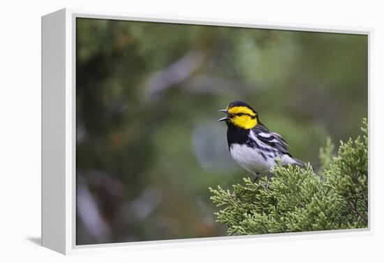 Kinney County, Texas. Golden Cheeked Warbler in Juniper Thicket-Larry Ditto-Framed Premier Image Canvas
