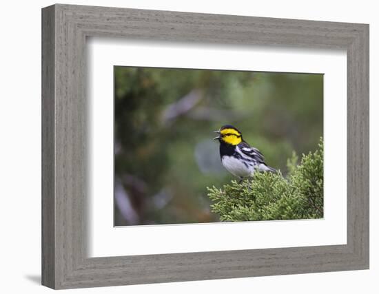 Kinney County, Texas. Golden Cheeked Warbler in Juniper Thicket-Larry Ditto-Framed Photographic Print