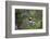 Kinney County, Texas. Golden Cheeked Warbler in Juniper Thicket-Larry Ditto-Framed Photographic Print