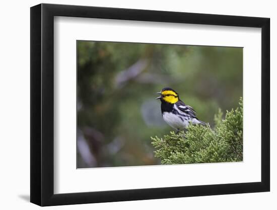 Kinney County, Texas. Golden Cheeked Warbler in Juniper Thicket-Larry Ditto-Framed Photographic Print