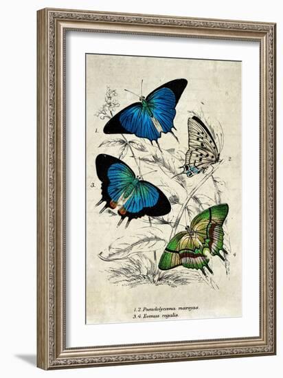 Kirby Butterflies I-Christine Zalewski-Framed Art Print