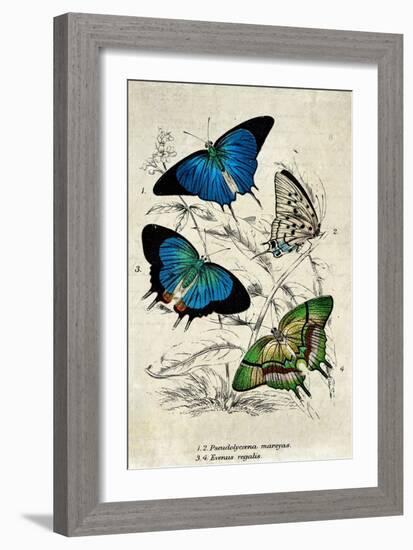 Kirby Butterflies I-Christine Zalewski-Framed Art Print